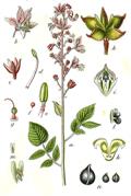 Dictamnus albus